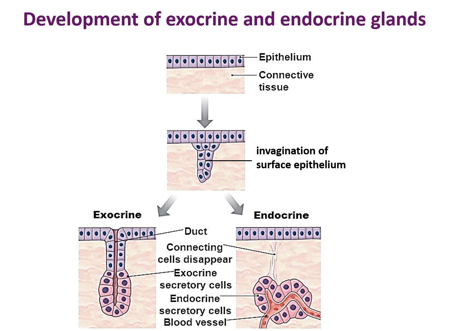 devlopment of exocrine and endocrine glands