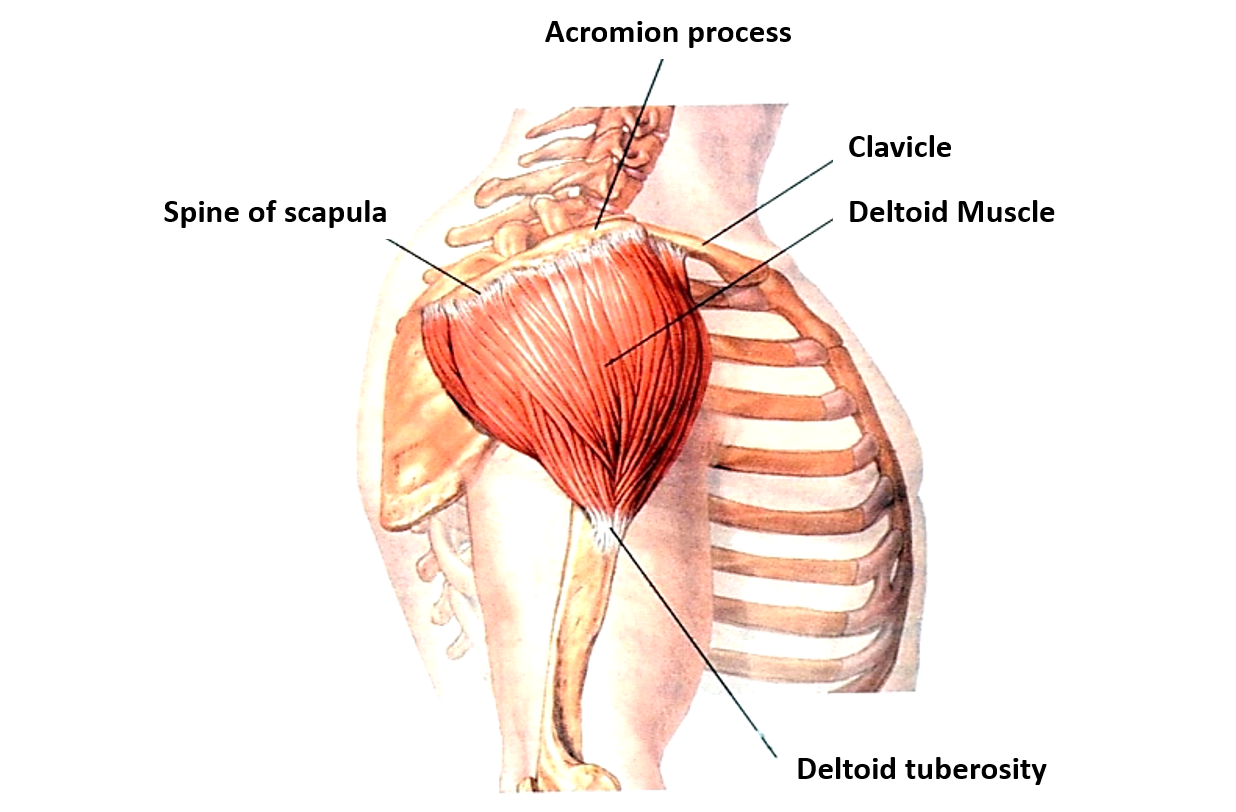 deltoid muscle origin and insertion