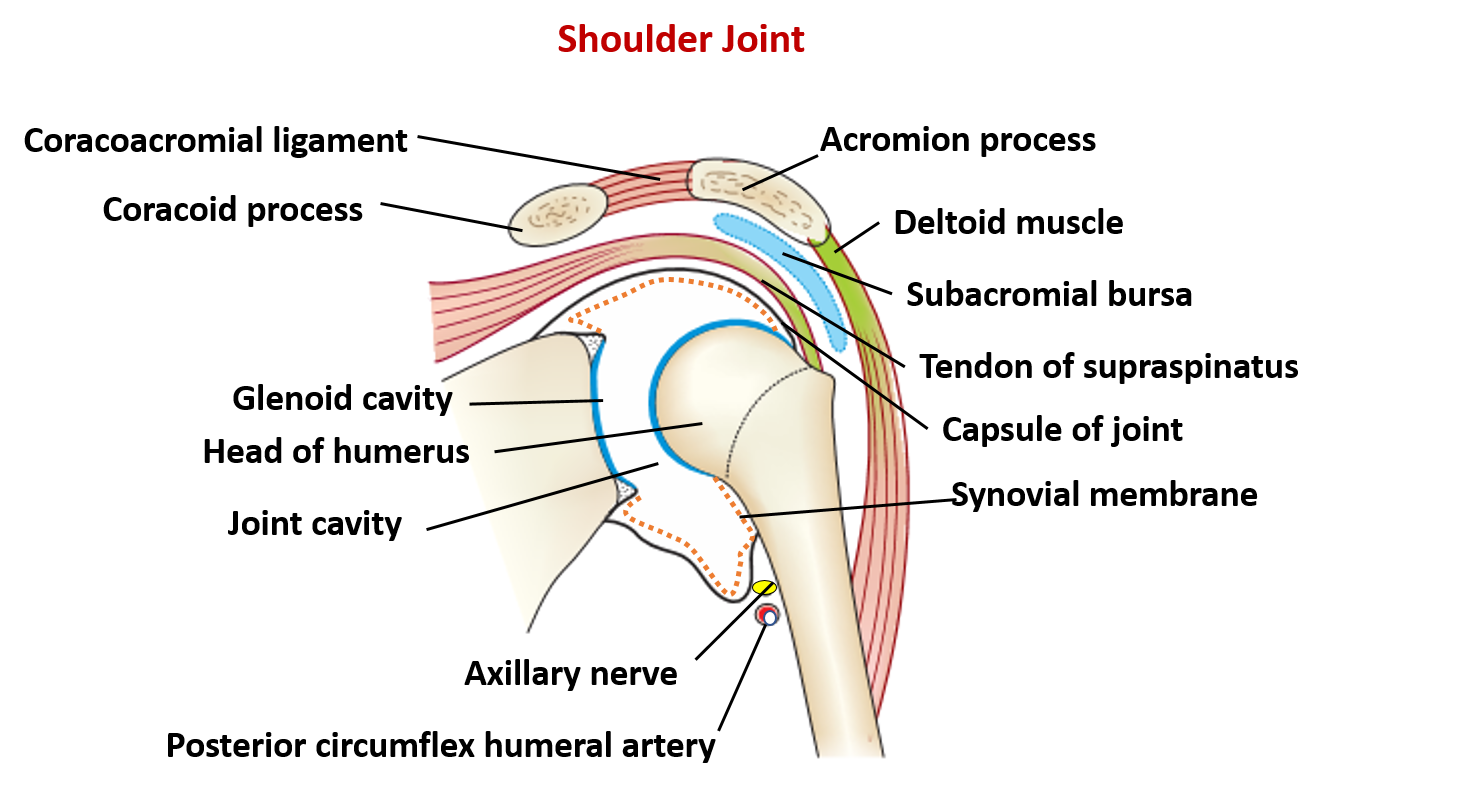 shoulder joint