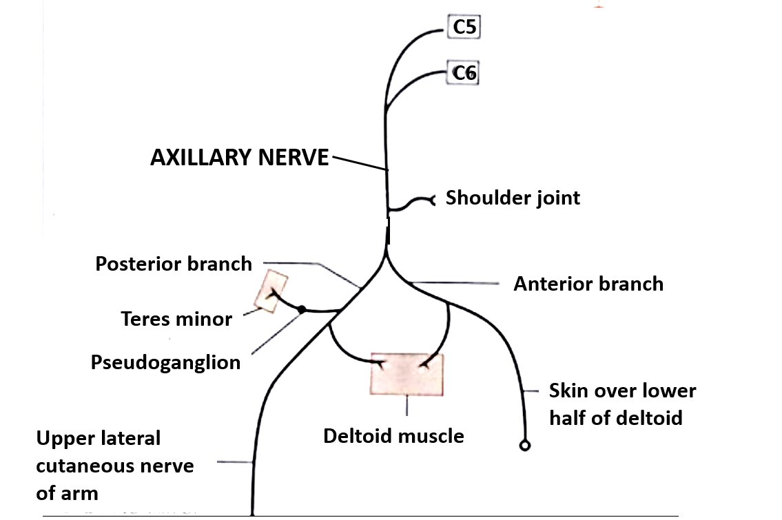 axillary nerve branches