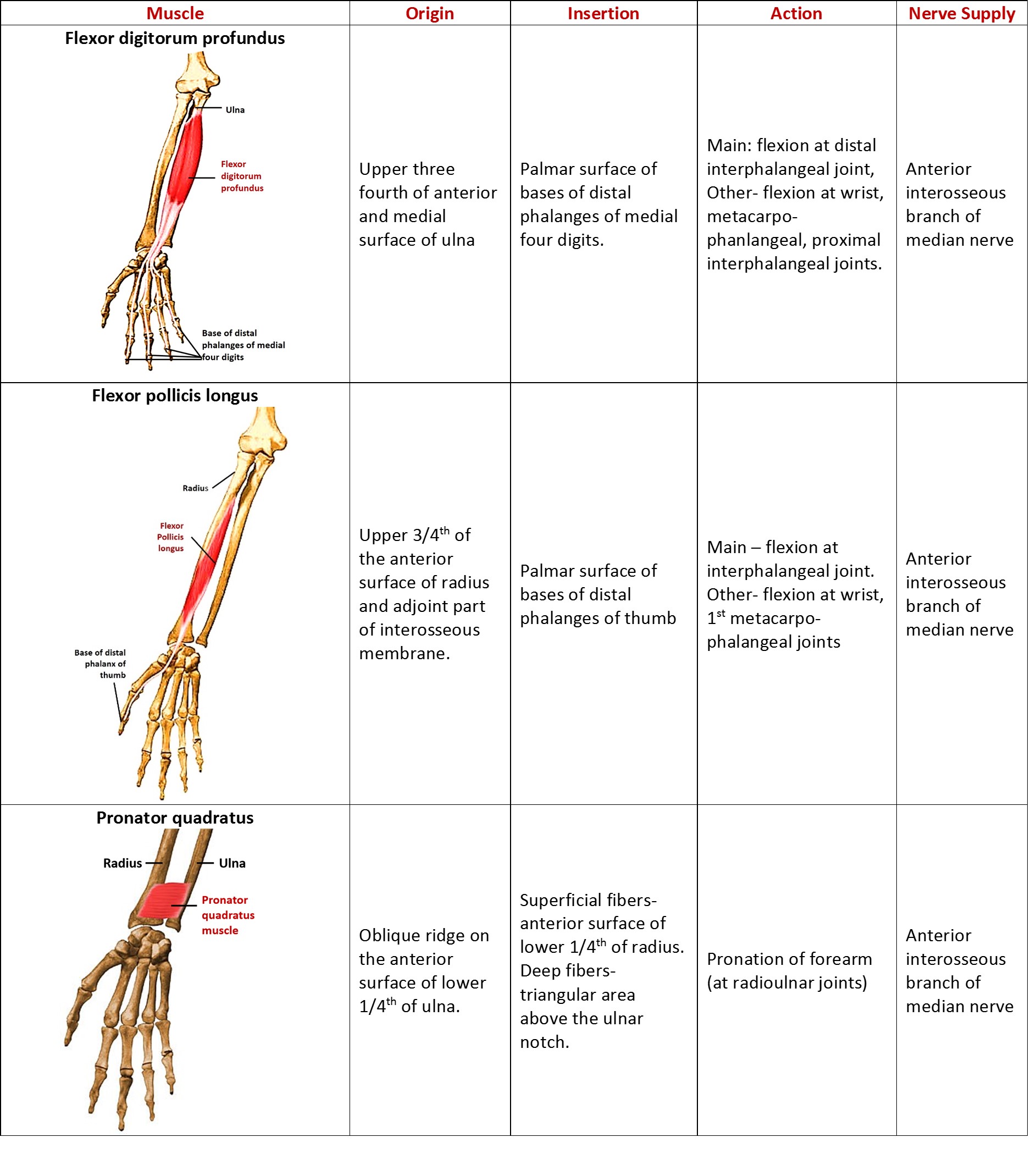 deep flexor muscles of flexor compartment of forearm