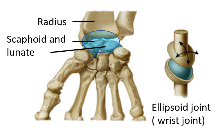 ellipsoid joint
