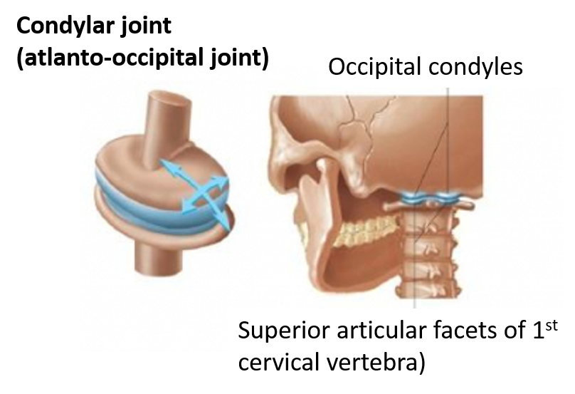 condylar joint