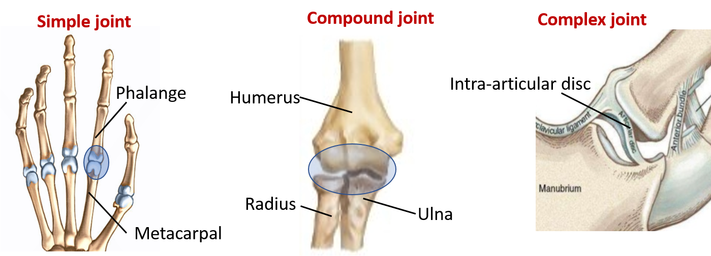 simple, compound and complex joints