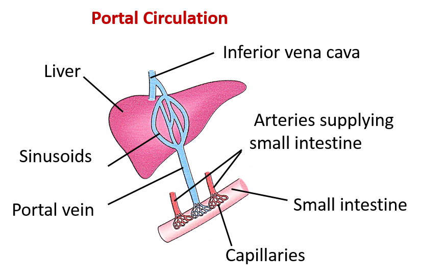 portal circulation
