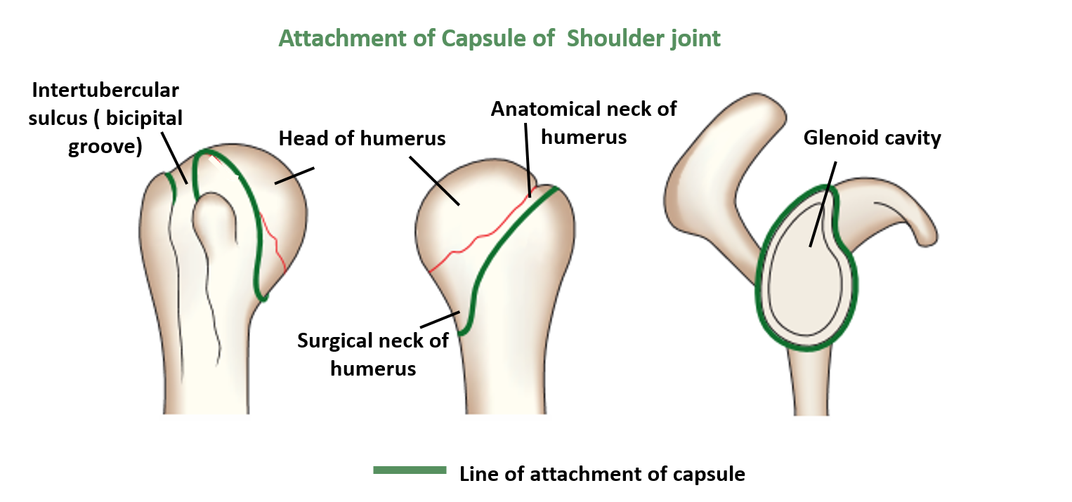 attachment of capsule of shoulder joint