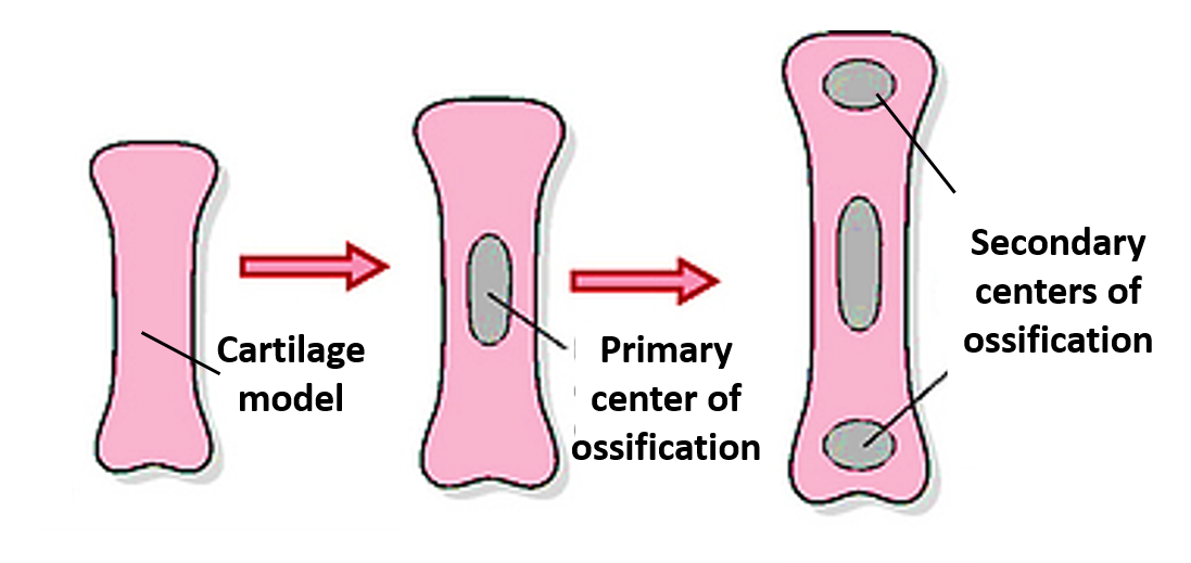 primary and secondary centers of ossification