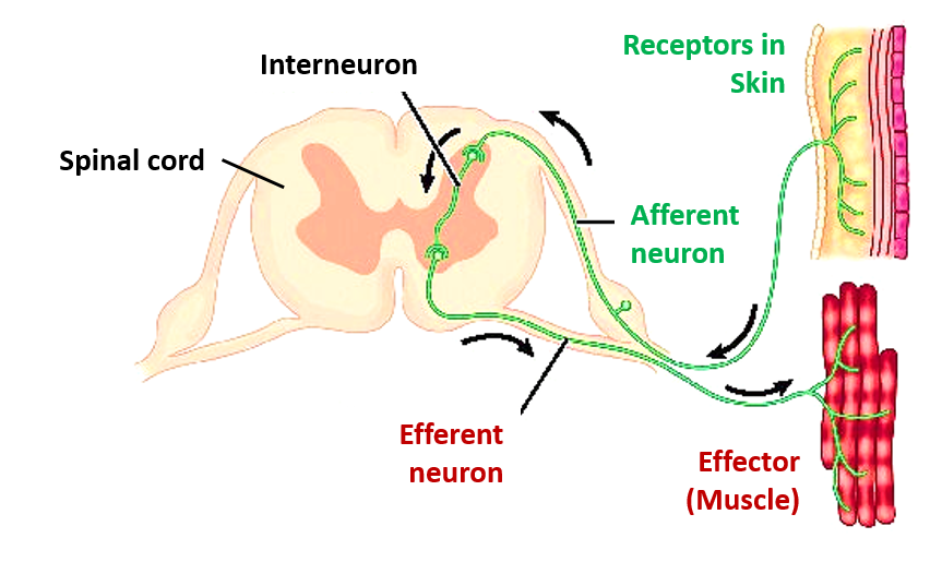 afferent and efferent neurons