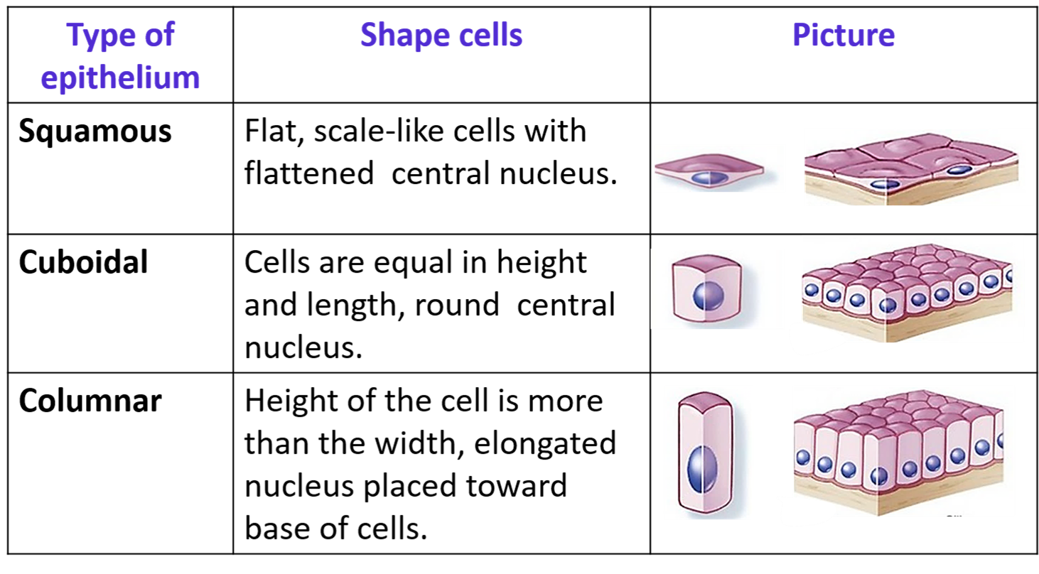 Classification of epithelium based on shape of cells