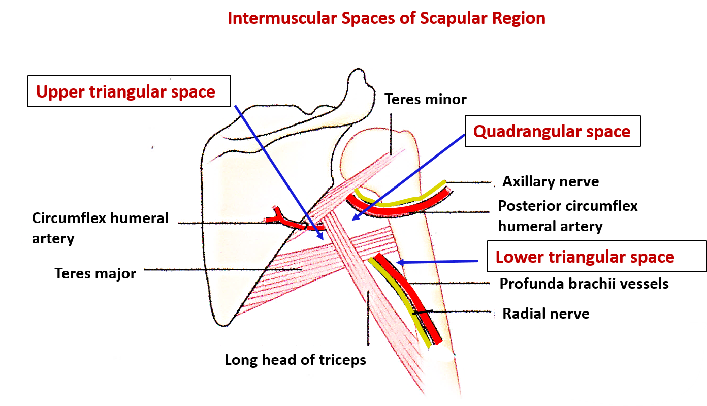 quadrangular, upper and lower triangular spaces of scapular region