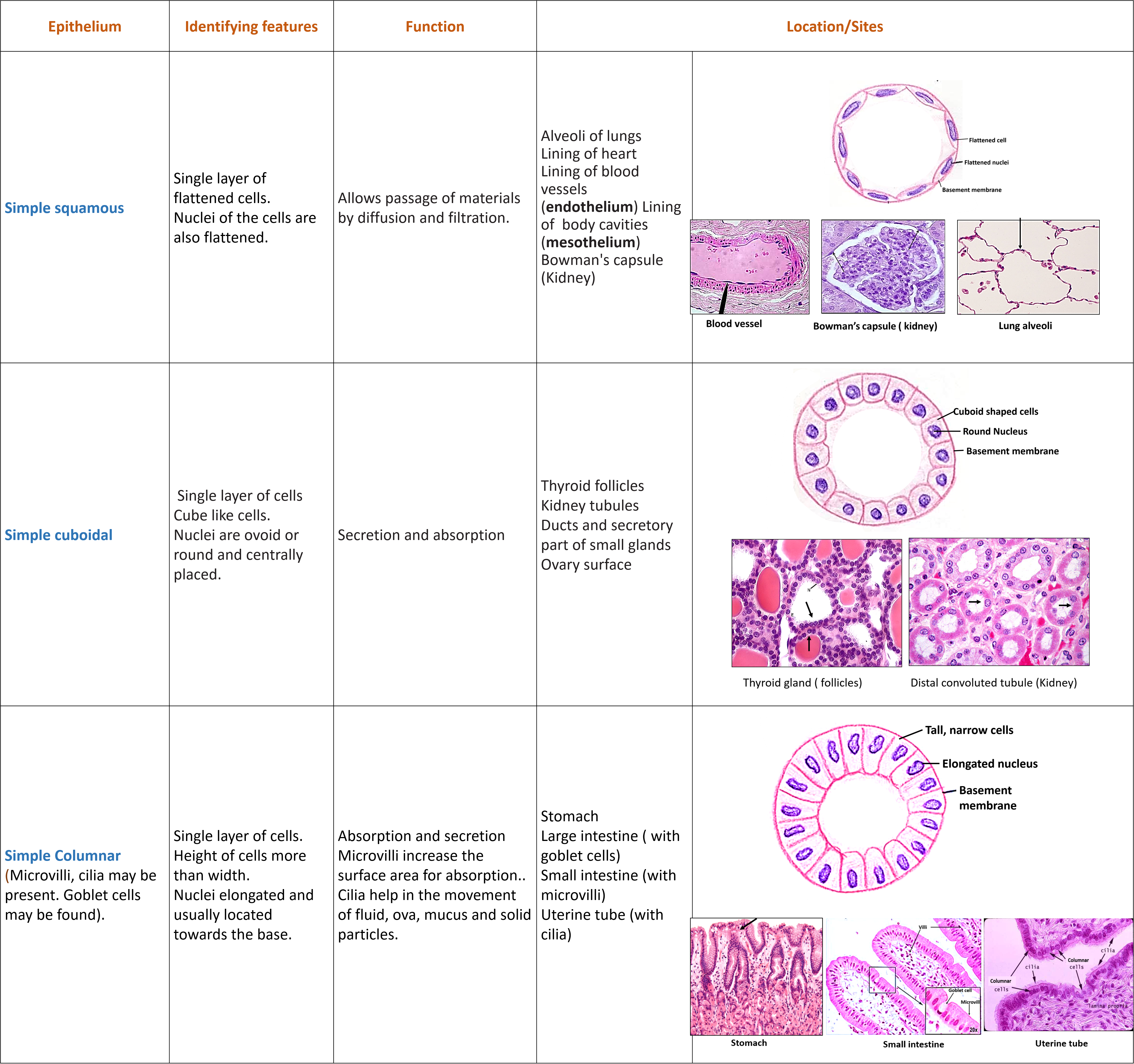 simple squamous, cuboidal and columnar epithelium, identifying features, function and sites