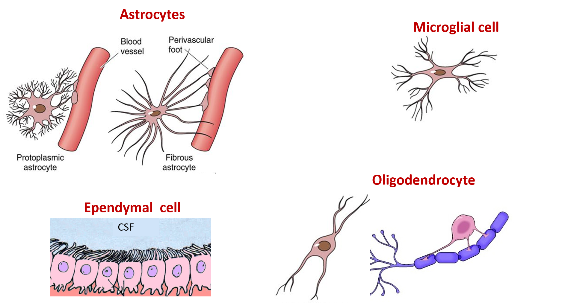 Glial cells