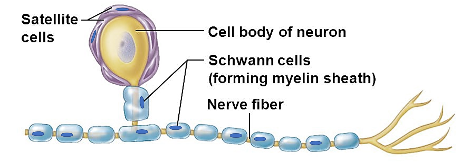 schwann cell and satellite cell