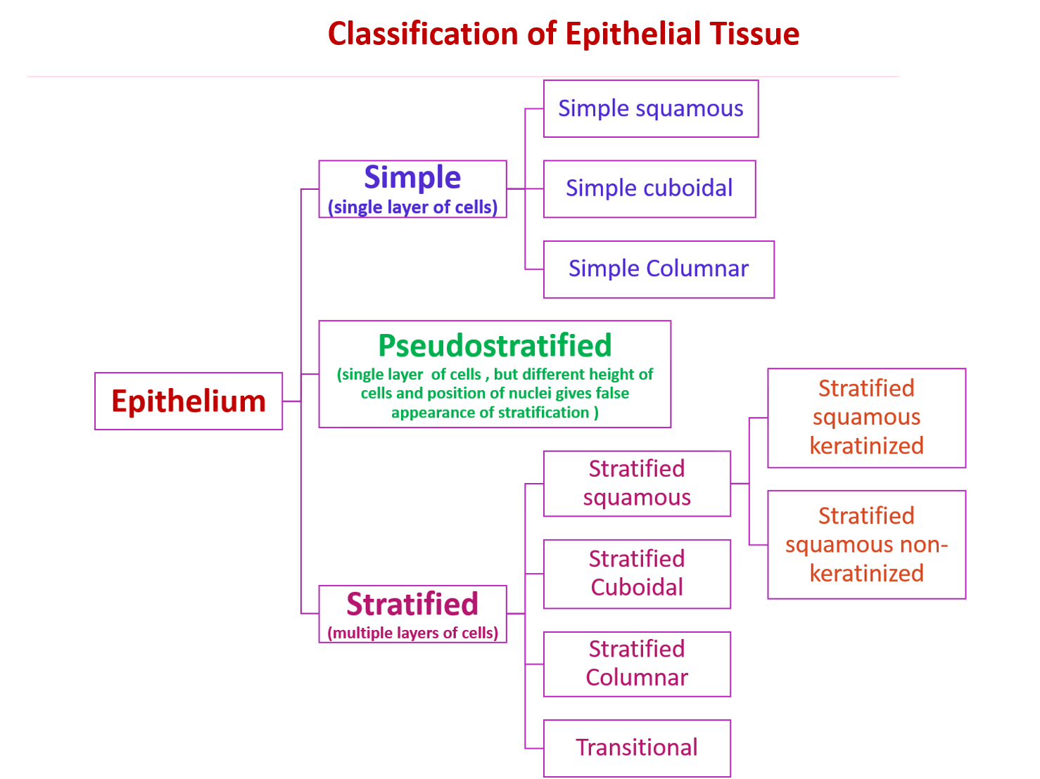 classification of epithelium 