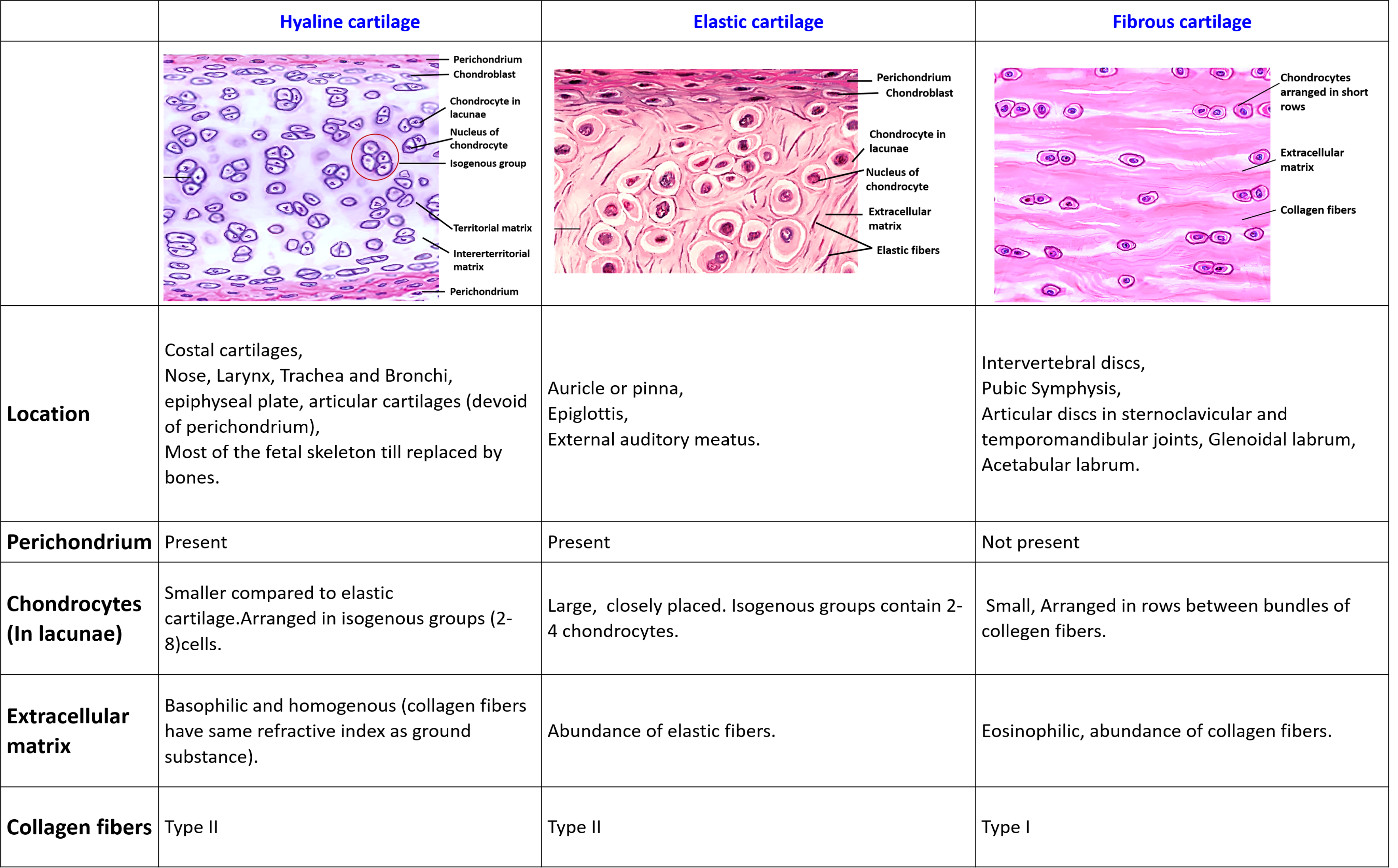 Differences between hyaline, elastic and fibrous cartilage