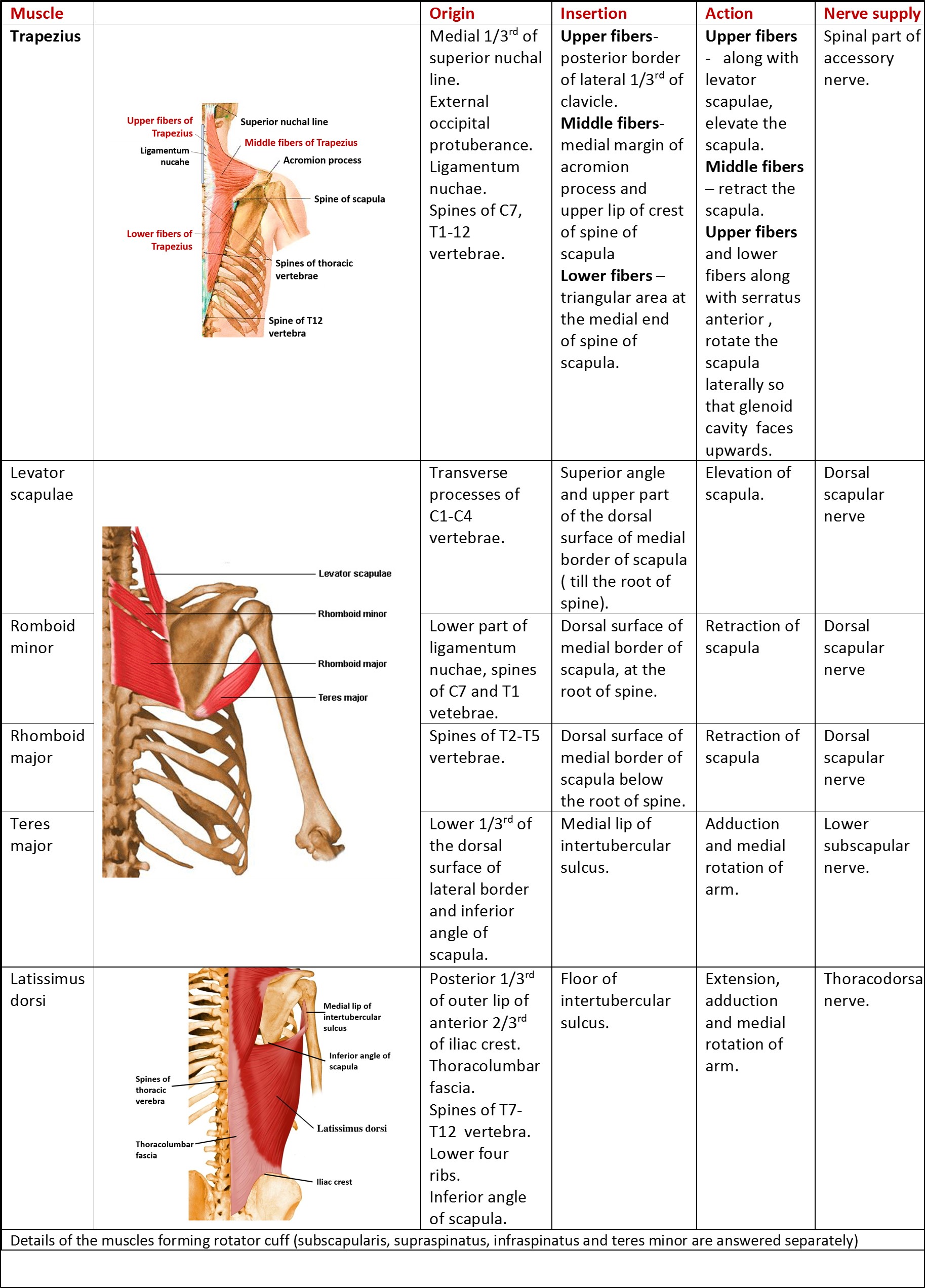 muscles of scapular region - origin,insertion,action and nerve supply