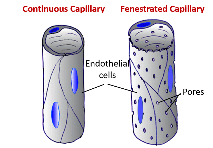 continuous and fenstrated capillaries