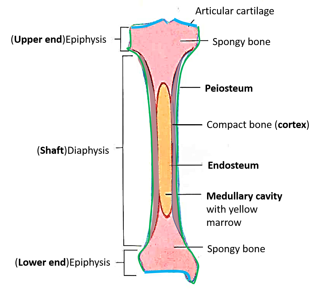 Parts on an adult long bone