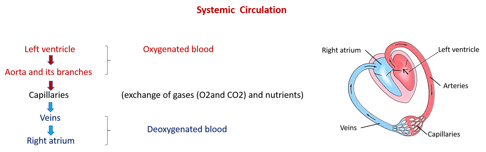 systemic circulation