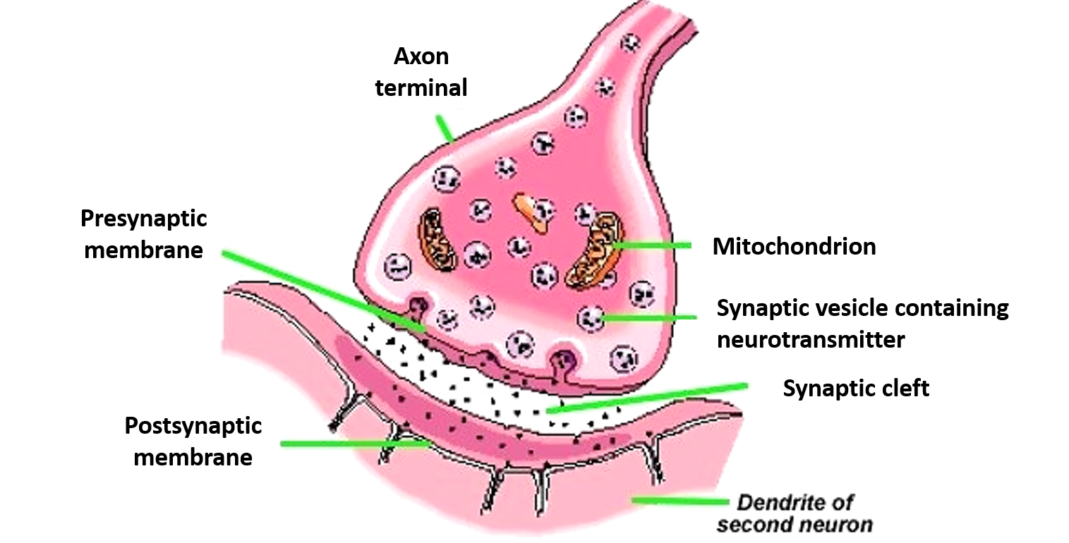synapse anatomy