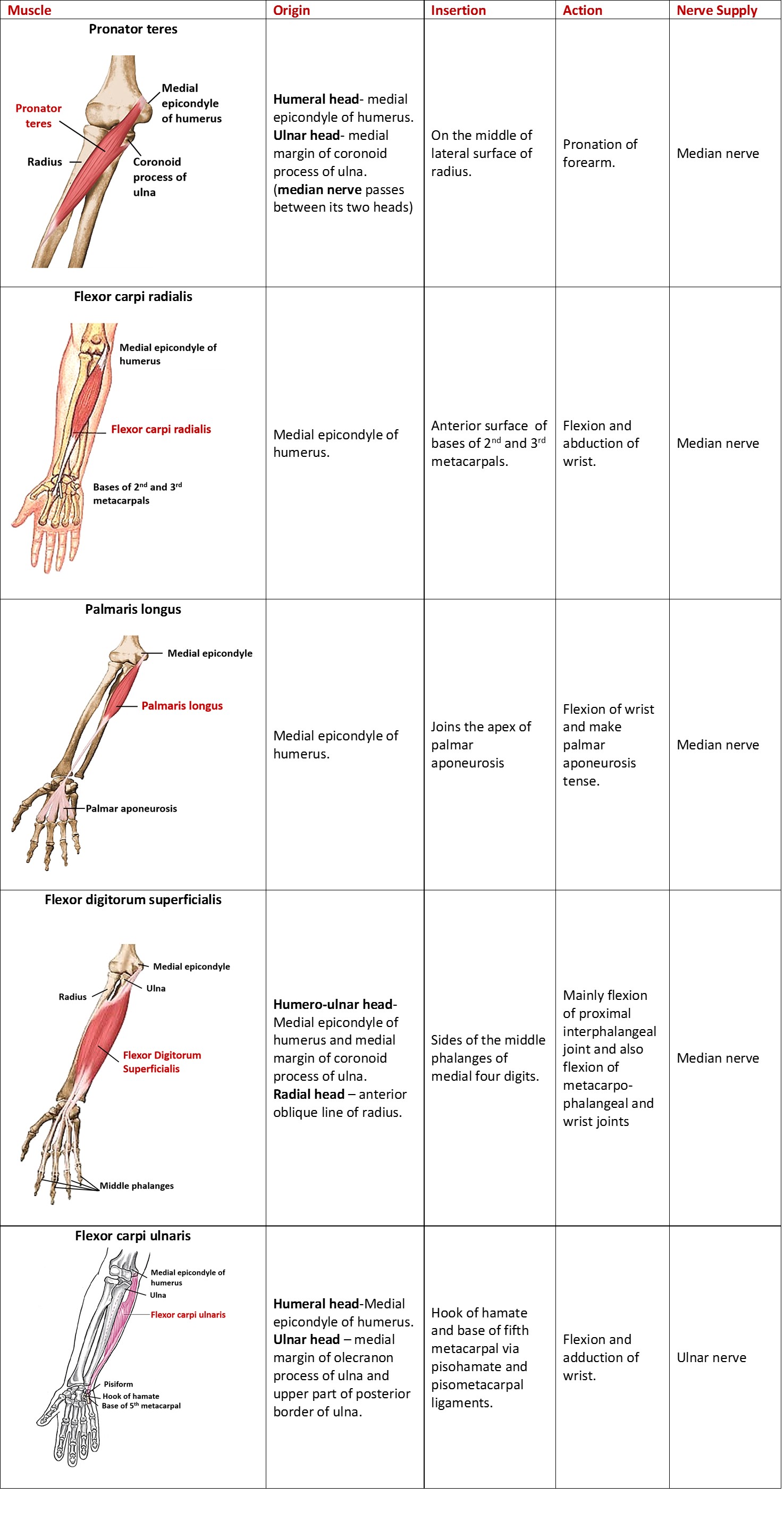 muscles of superficial compartment of forearm