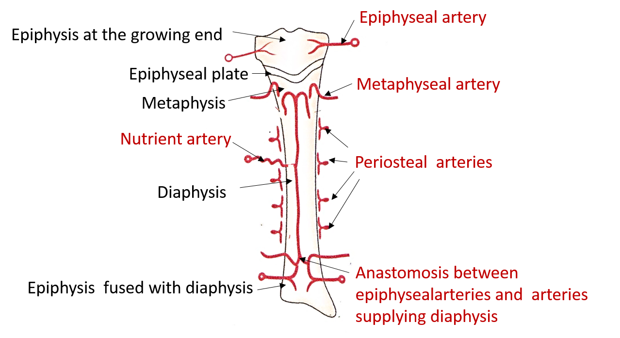 arterial supply of a developing long bone