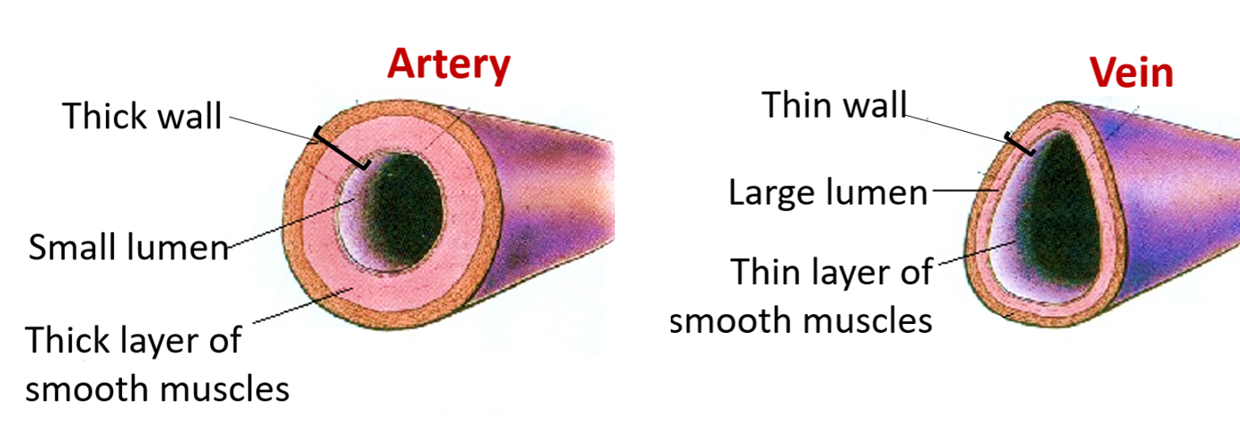 Difference between artery and vein