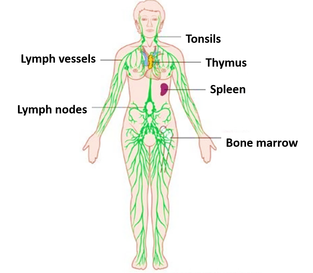 Lymphatic System , components, functions, applied , Anatomy QA