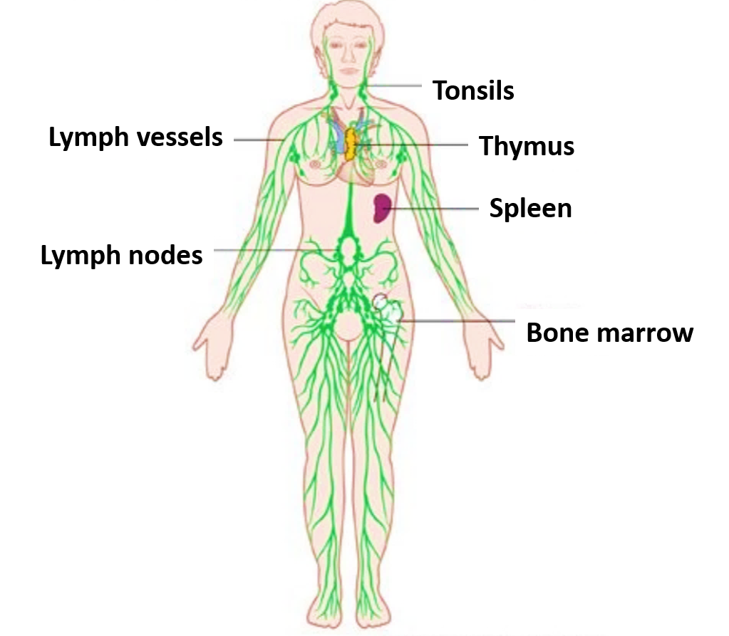 Lymphatic system -components