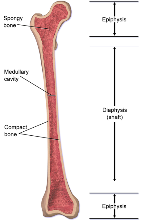 parts of long bone