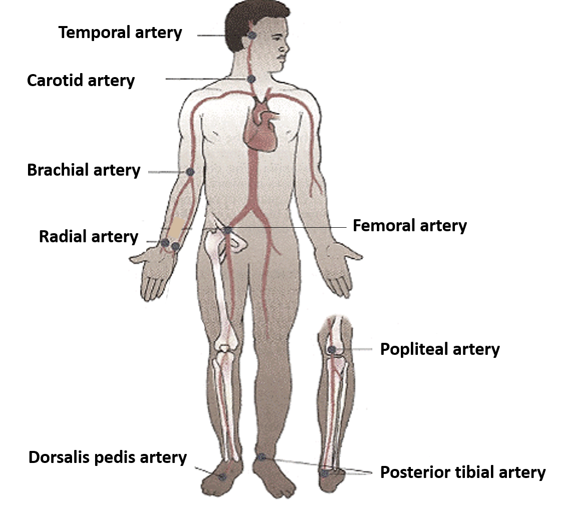 sites of arterial pulsations