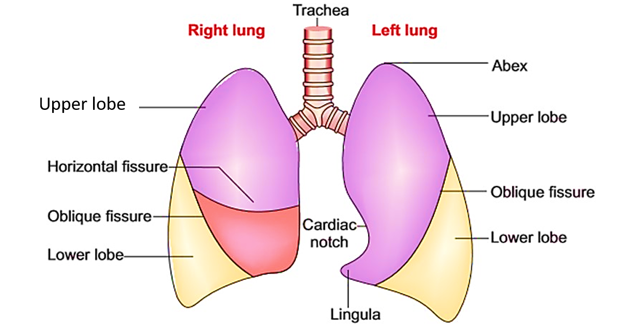 lungs - fissures and lobes