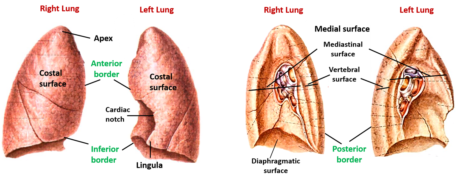 surfaces and borders of lungs