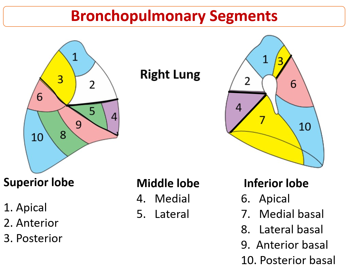 Bronchopulmonary segments of right lung