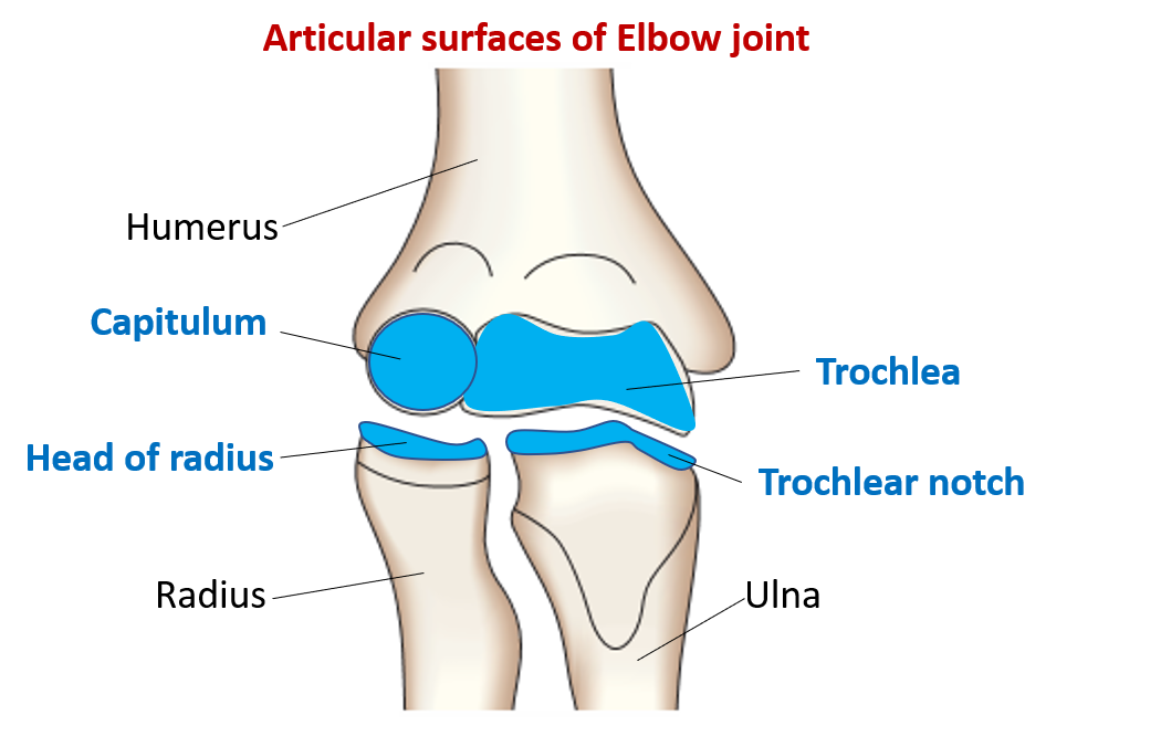 Articular surfaces of elbow joint