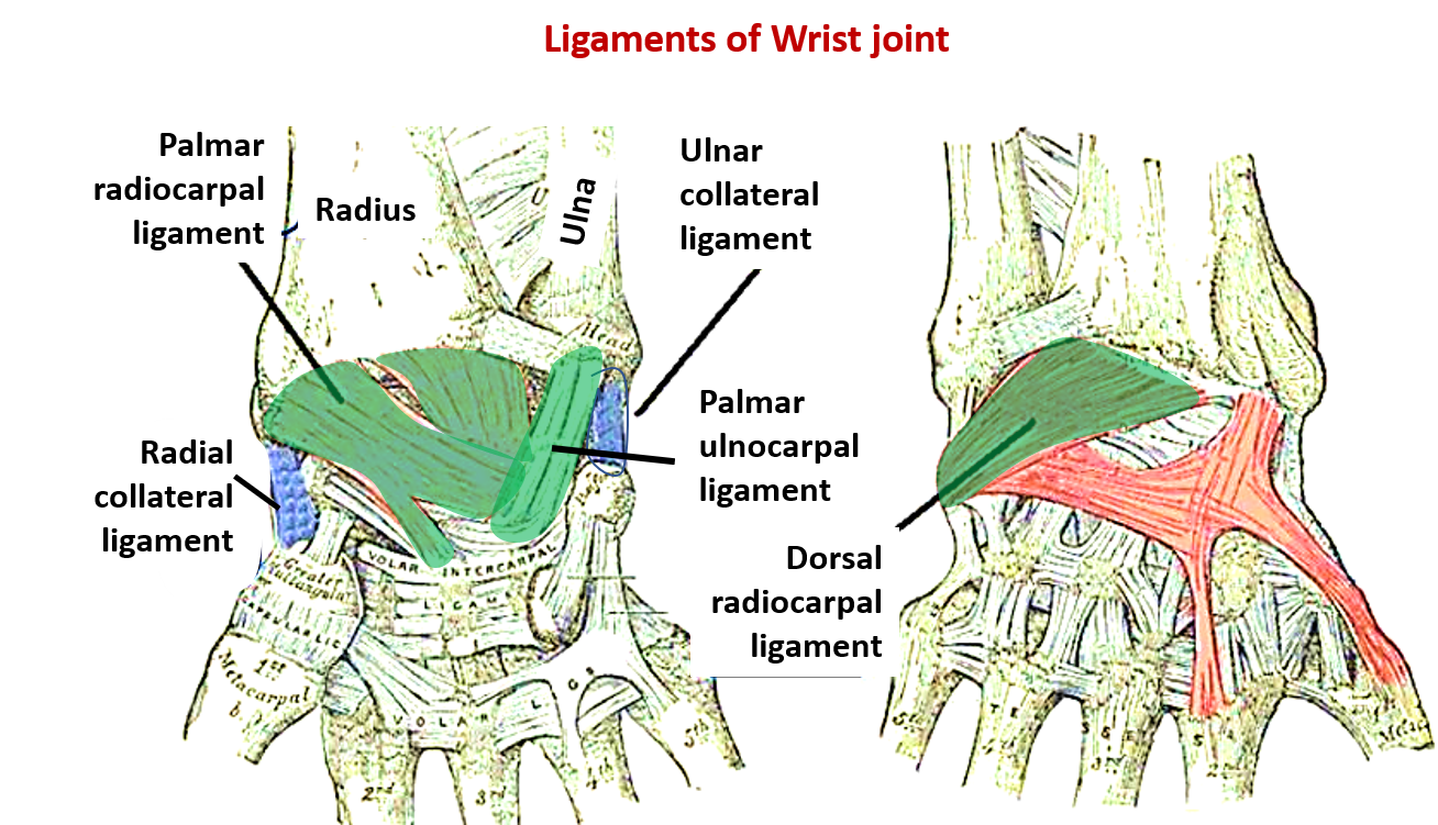ligaments of wrist joint