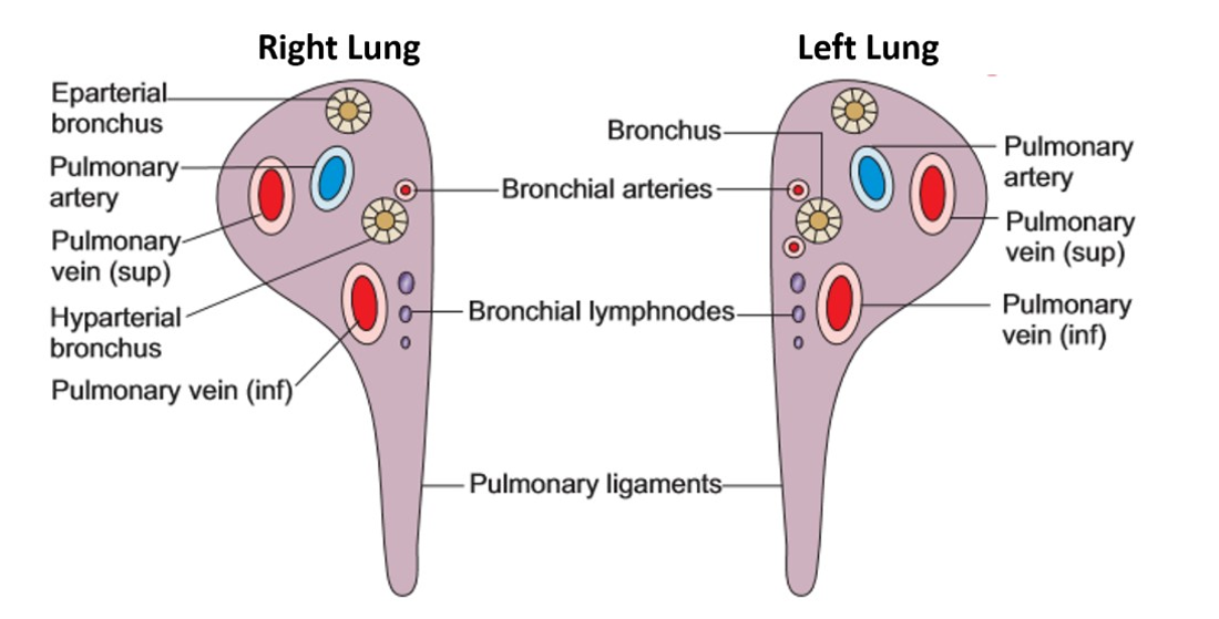 root of lung/hilum of lung