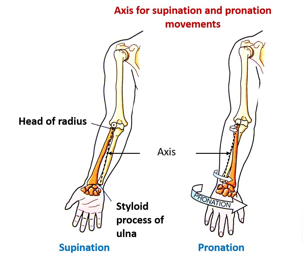 axis for supination and pronation