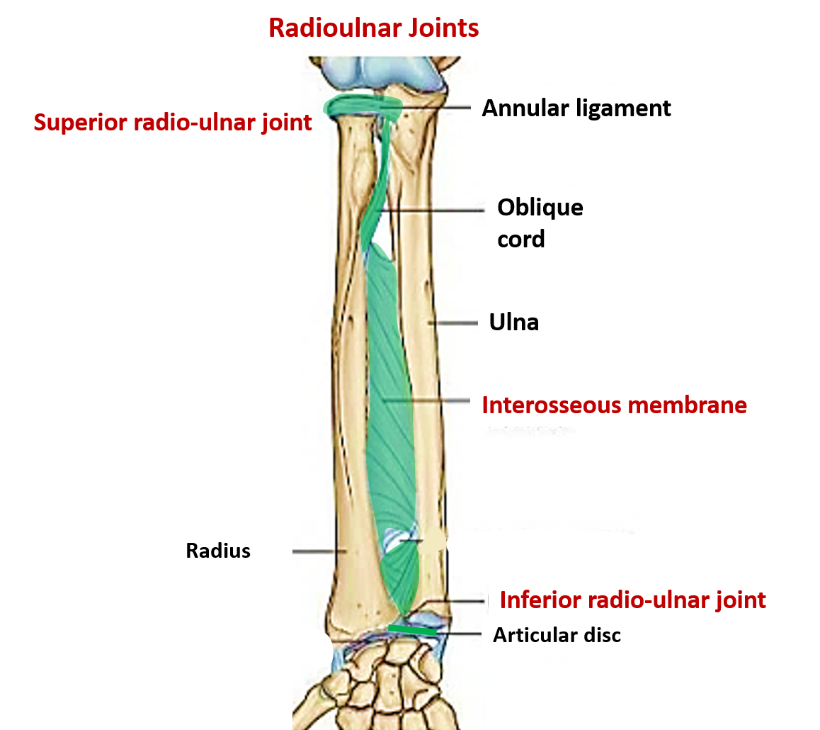 middle radioulnar joint is an example of ameliorați umflarea de la articulația cotului