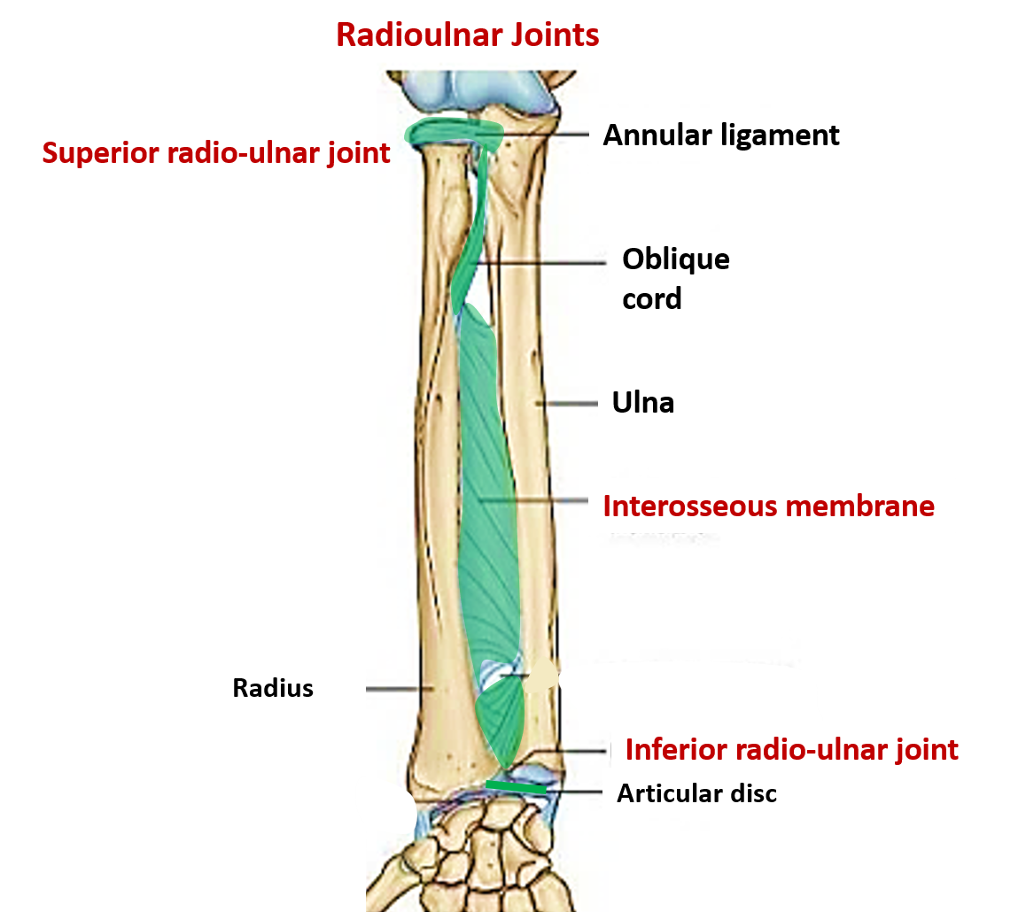 middle radioulnar joint type