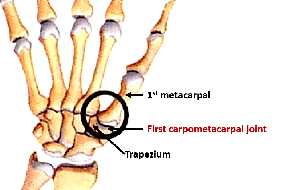 first carpometacarpal joint