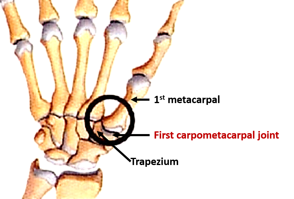 Other Joints Of Upper Limb Anatomy QA
