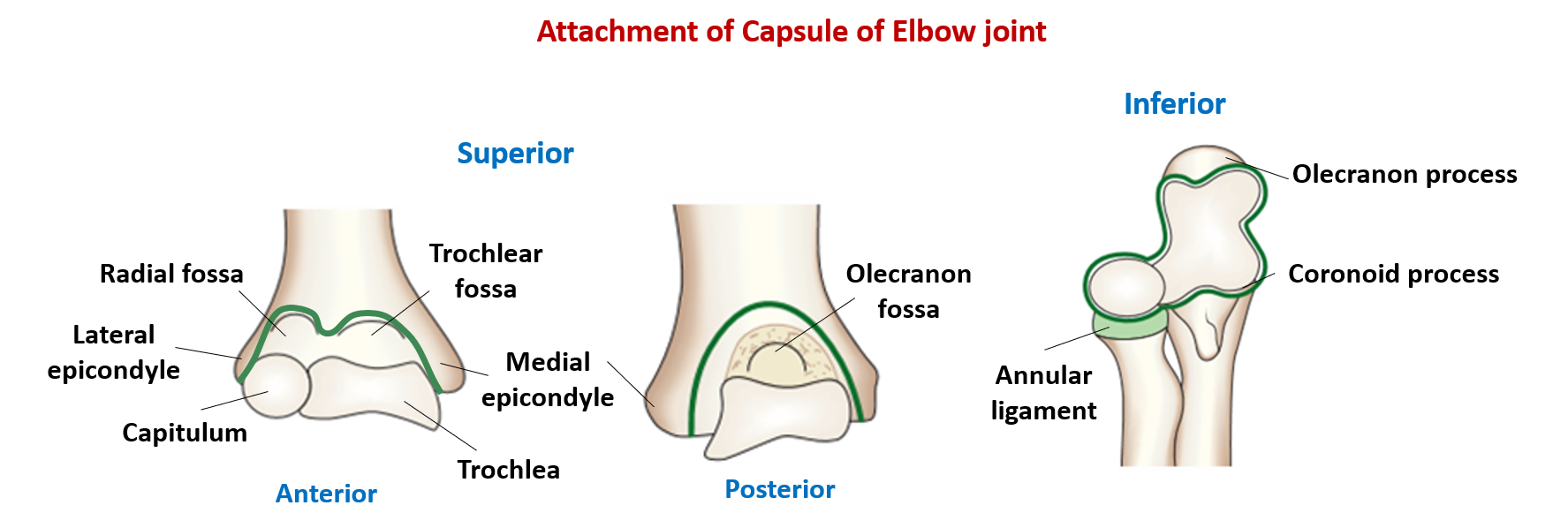 attachment of articular capsule of elbow joint