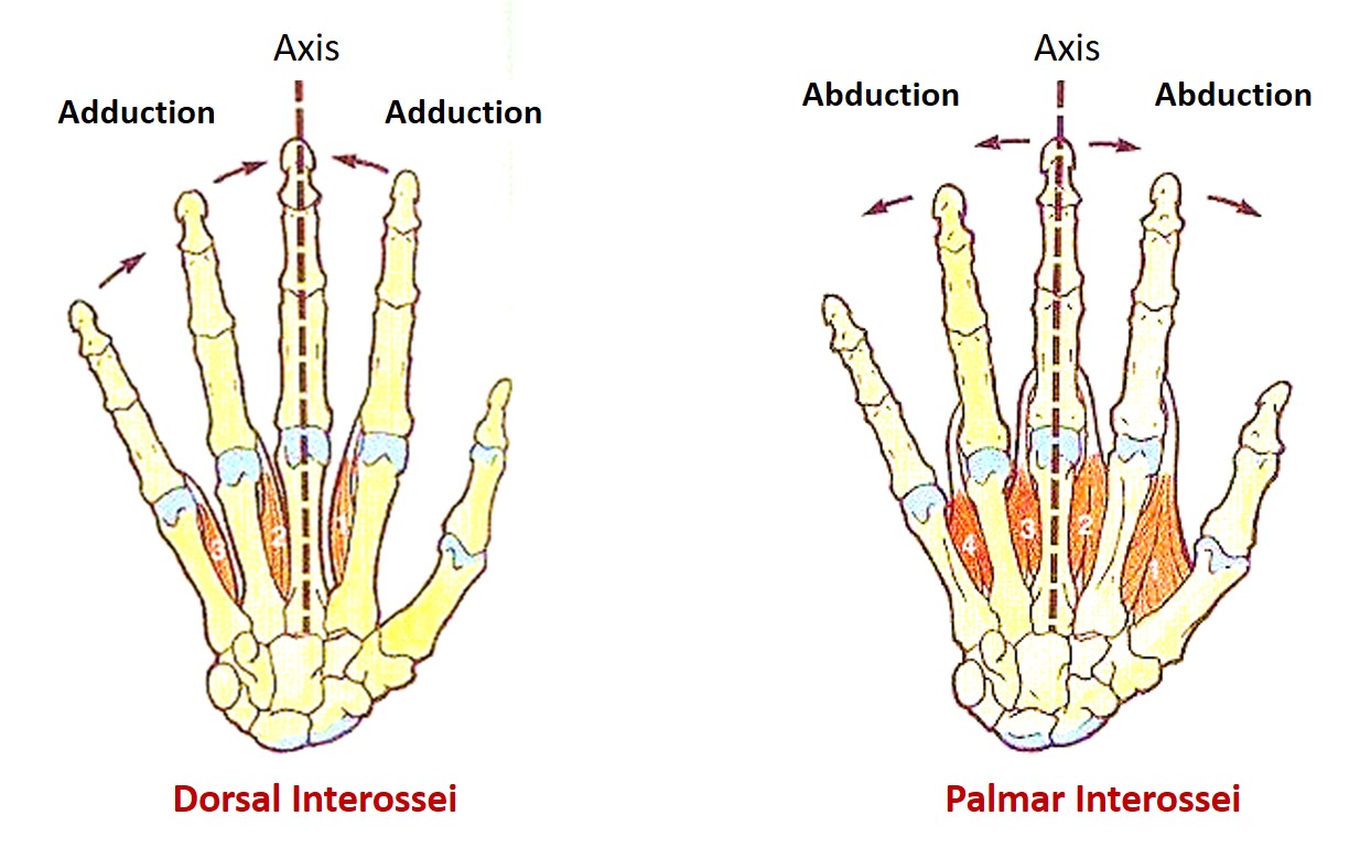Palmar and dorsal interossei