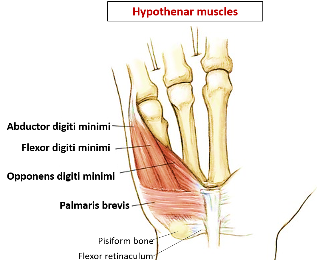 hypothenar muscles of hand
