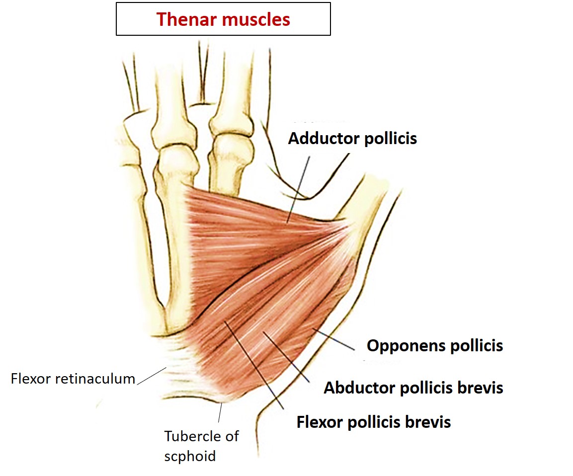 Hand Muscles Anatomy QA