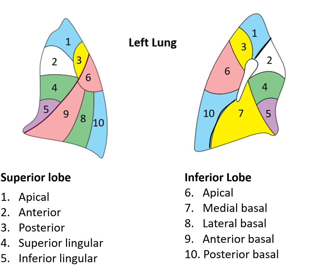 bronchopulmonary segments of left lung