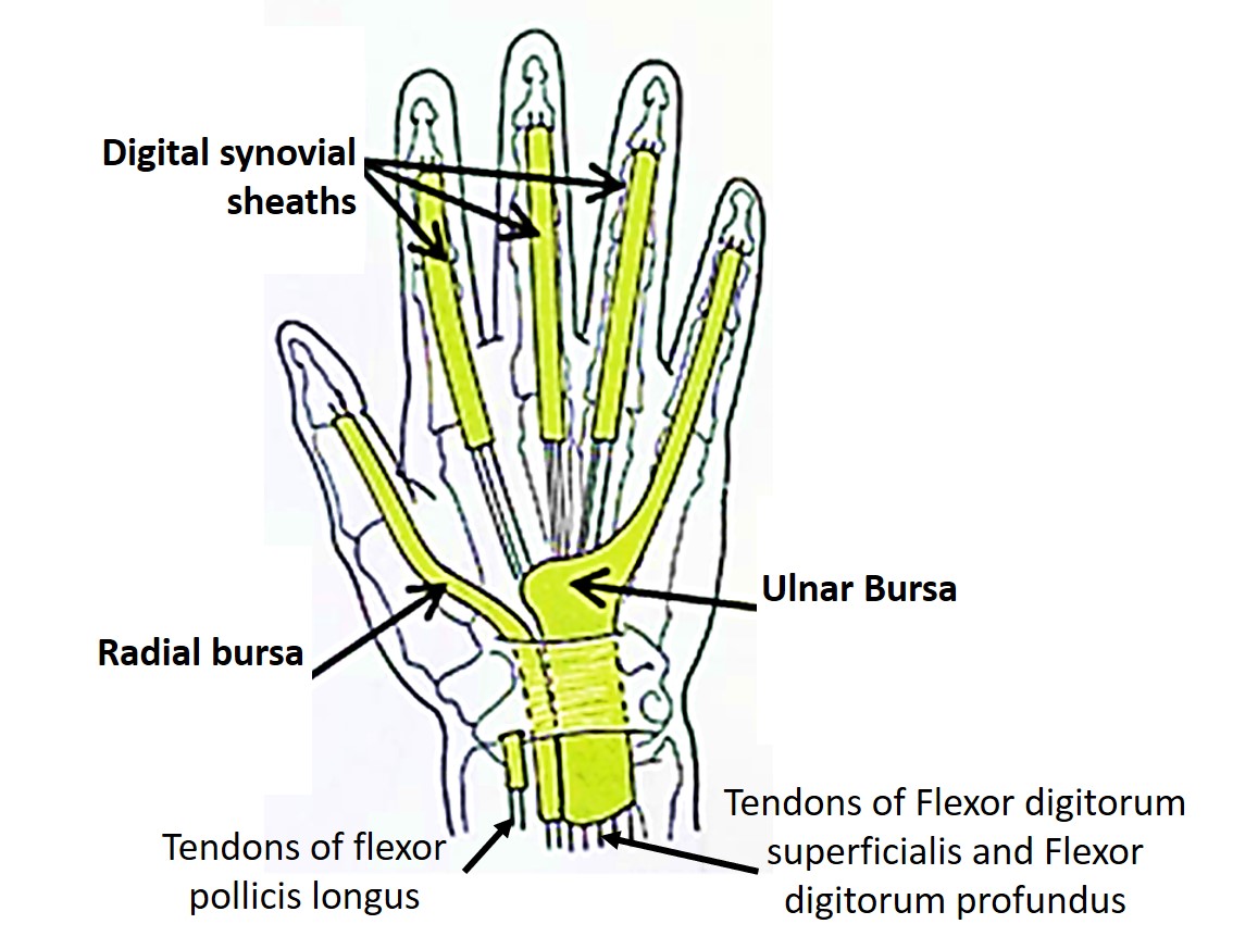Radial and ulnar bursa of hand