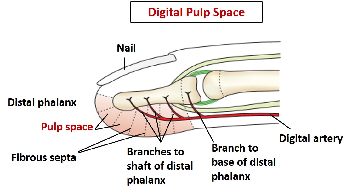 Digital pulp space
