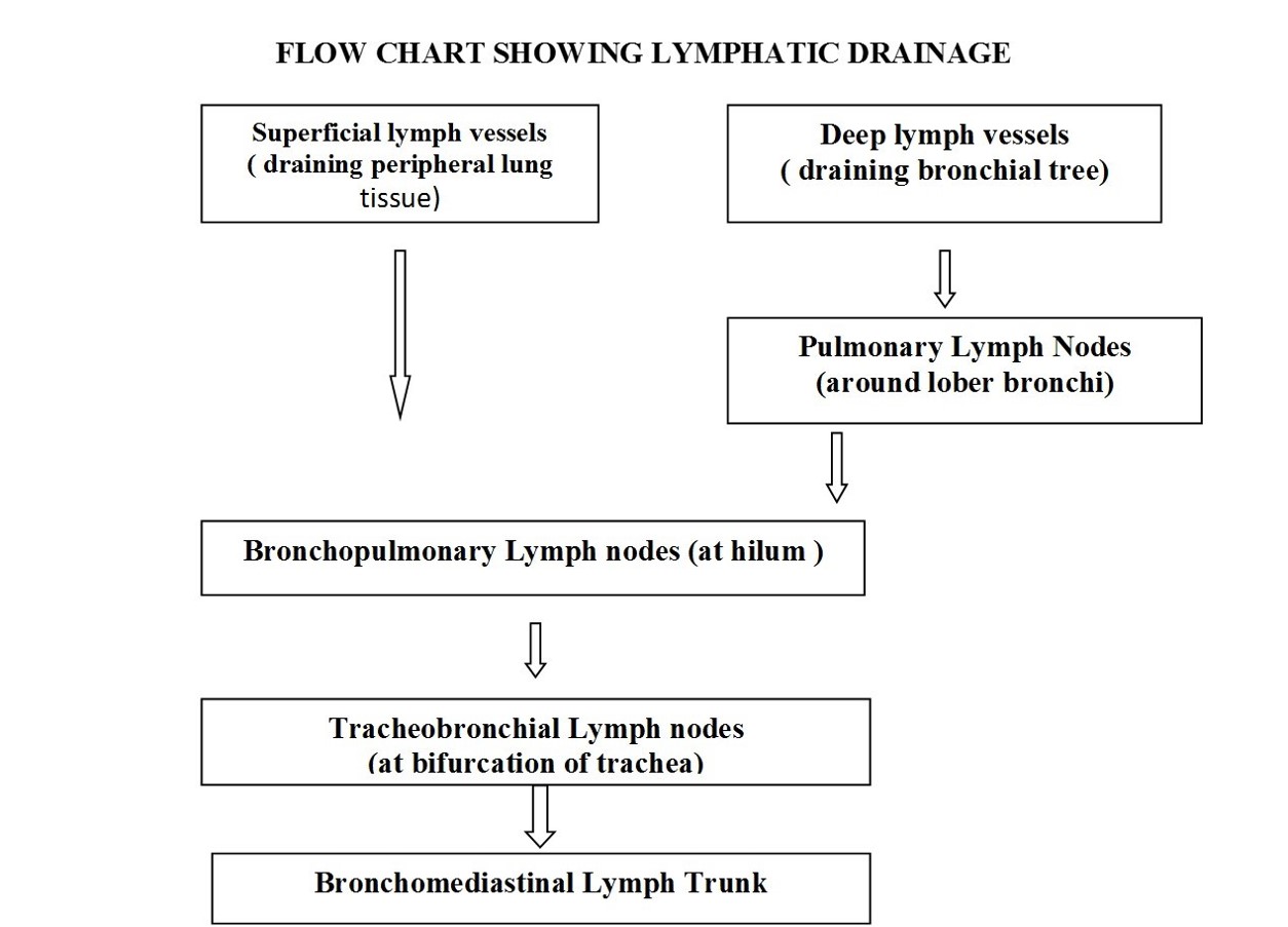 lymphatic drainage of lungs